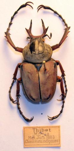 Dicronocephalus adamsi