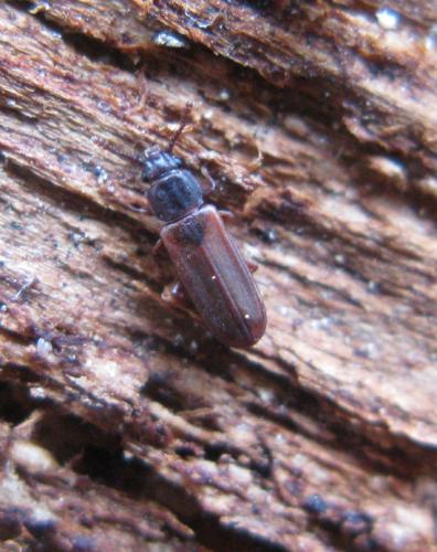Réf. 43 629 : Pediacus dermestoides