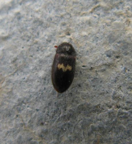 Réf. 43 033 : Biphyllus lunatus