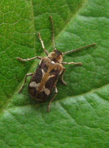 Ptinomorphus imperialis