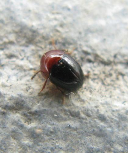 Réf. 43 631 : Agathidium nigripenne