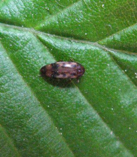 Réf. 43 891 : Orchesia undulata