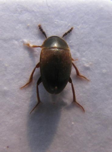 Réf. 43 646 : Sciodrepoides watsoni
