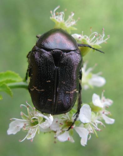 Cetonia aurata aurata