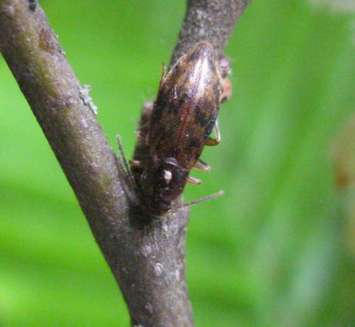 Marolia sp.