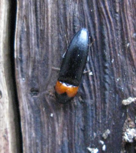 Ampedus sinuatus