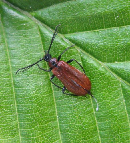 Schizotus pectinicornis