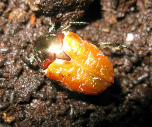 Réf. 43 632 : Liocola marmorata