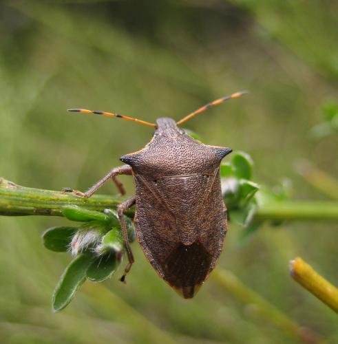 Picromerus nigridens