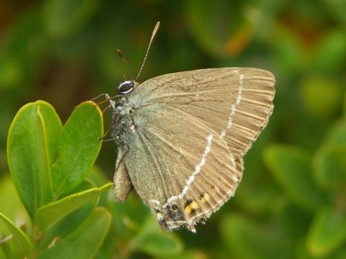 Réf. 43 616 : Satyrium spini
