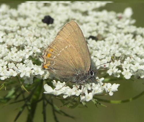 Réf. 43 653 : Satyrium ilicis