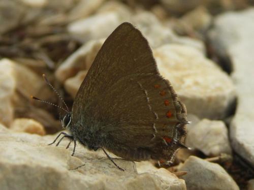 Satyrium esculi