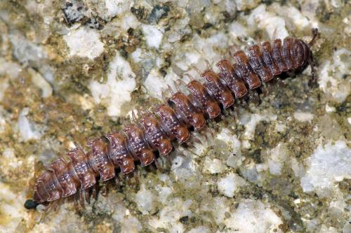 Polydesmus sp.