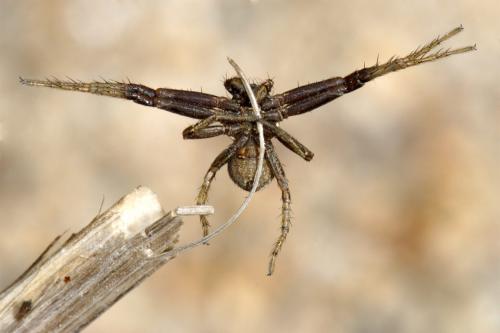 Xysticus sp.