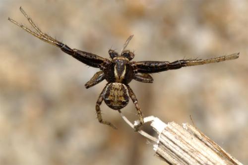 Xysticus sp.