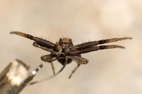 Xysticus sp.