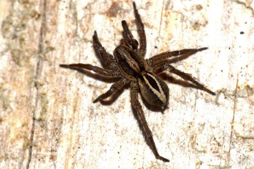 Réf. 43 084 : Alopecosa cuneata