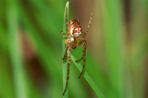 Metellina sp.