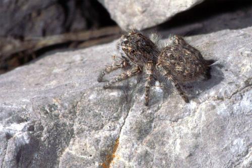 Philaeus chrysops