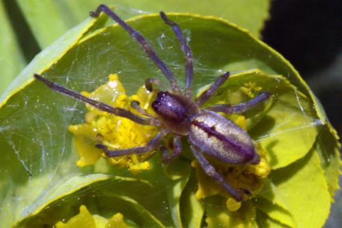 Cheiracanthium sp.