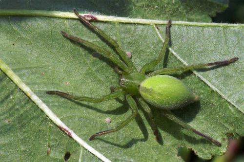Micrommata ligurina