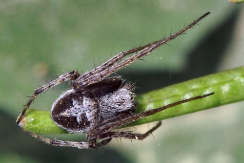 Agalenatea redii