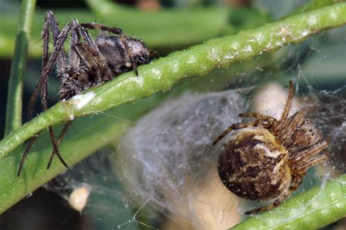 Agalenatea redii