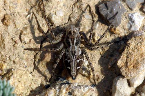 Oxyopes heterophthalmus