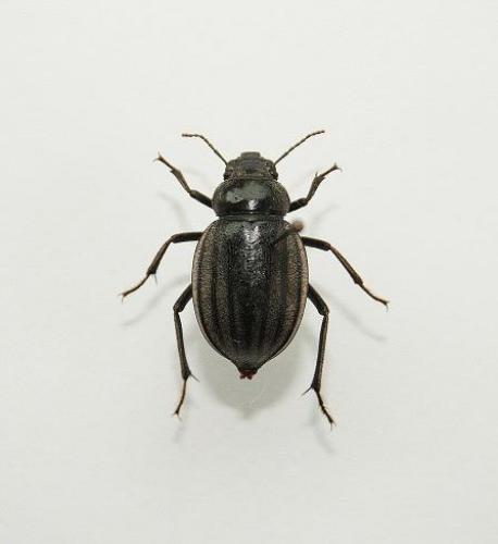 Pimelia senegalensis