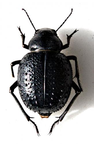 Pimelia confusa