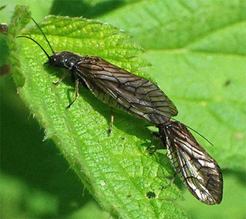 Sialis sp.
