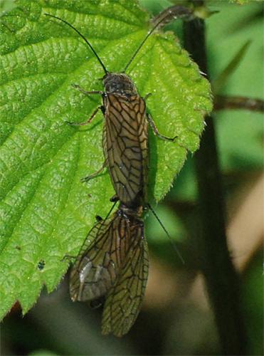 Sialis sp.