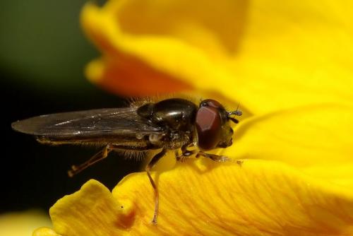 Réf. 43 191 : Platycheirus albimanus