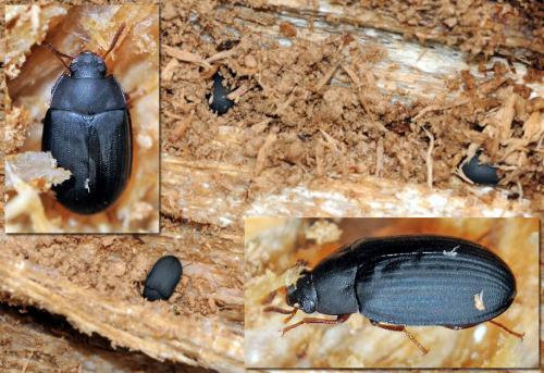Platydema europaea