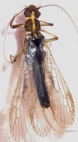 Isogenus nubecula
