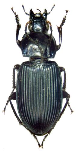 Poecilus sp.