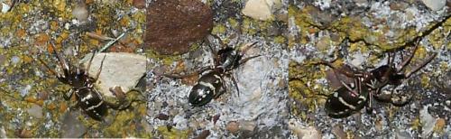 Micaria sp.