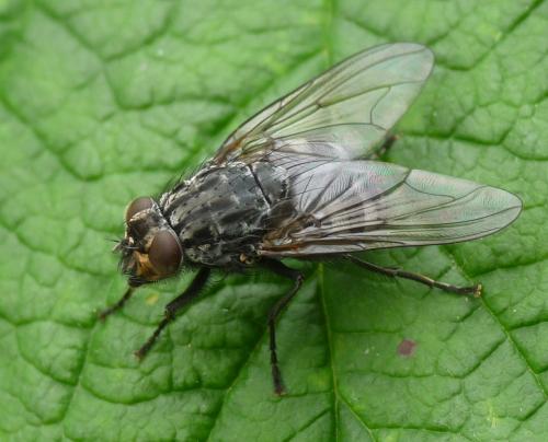 Polietes meridionalis