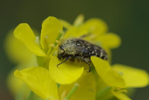 Oxythyrea funesta