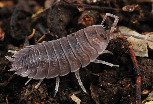 Porcellio incanus