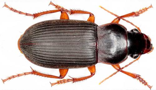 Pseudoophonus rufipes