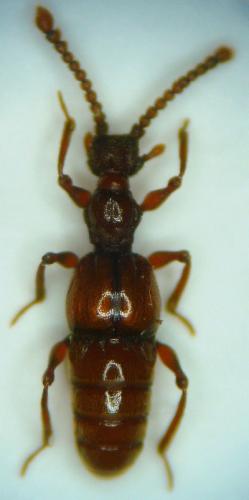 Réf. 43 820 : Batrisus formicarius