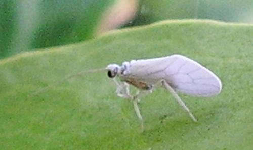 Conwentzia sp.