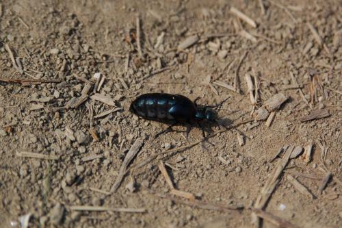 Meloe sp.