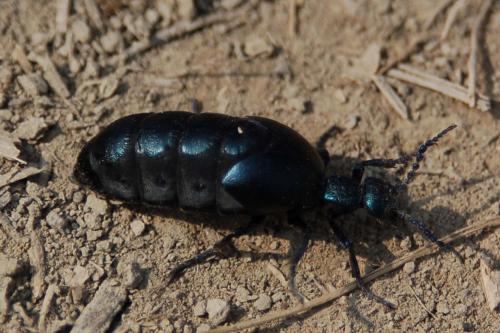 Meloe proscarabaeus
