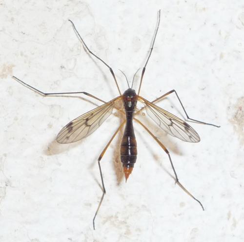 Ptychoptera albimana