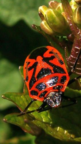 Eurydema ornata