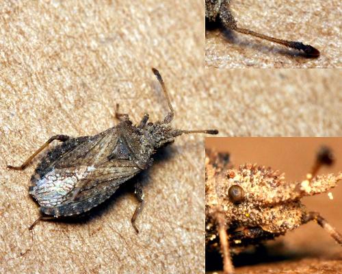 Arenocoris waltlii