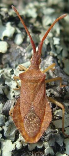Réf. 43 368 : Haploprocta sulcicornis
