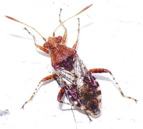 Réf. 43 797 : Rhopalus subrufus